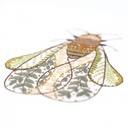 Kit Broderie "Chantal la Cigale"